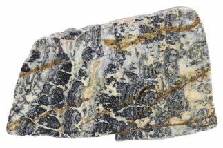 Proterozoic Columnar Stromatolite (Asperia) Slab - Australia #239978