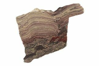 Polished Domal Stromatolite Section - Billion Years Old #239927