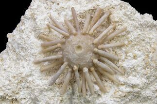 Cretaceous Fossil Urchin (Salenia) - Missour, Morocco #240000