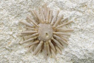 Cretaceous Fossil Urchin (Salenia) - Missour, Morocco #240001