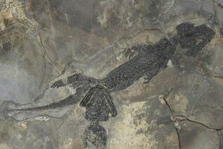 Reptile & Amphibian Fossils For Sale
