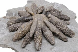 Echinoderms For Sale