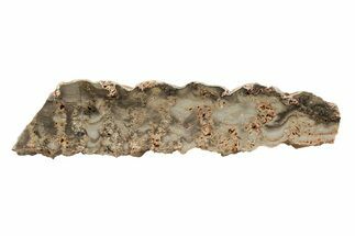 Paleoproterozoic Stromatolite (Eucapsiphora) Slab - Australia #239964