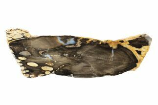 Petrified Peanut Wood Round - Australia #239838