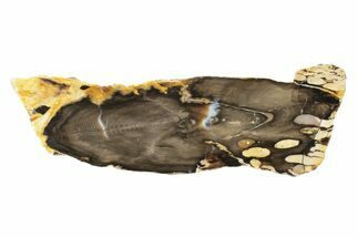 Petrified Peanut Wood Round - Australia #239840