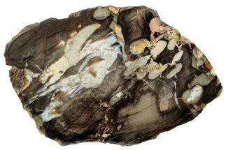 Petrified Peanut Wood Section - Australia #239863