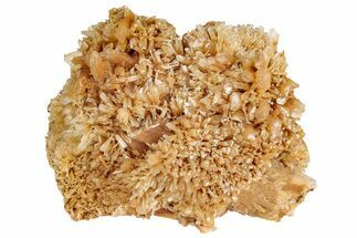 Butterscotch Selenite Crystals - Mt Gunson, Australia #239501