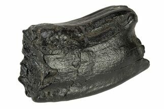 Pleistocene Aged Fossil Horse Tooth - South Carolina #239804