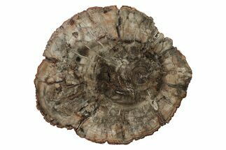 Triassic, Petrified Wood (Araucaria) Round - Madagascar #240191