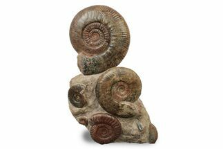Tall, Jurassic Ammonite (Hammatoceras) Display - France #240204