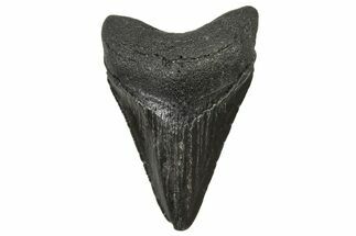 Juvenile Megalodon Tooth - South Carolina #240164