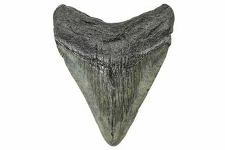 Juvenile Megalodon Tooth - South Carolina #240165