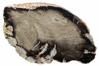 Cretaceous Petrified Wood (Aruacaria) Section - Australia #239742