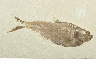 Fossil Fish (Diplomystus) - Wyoming #240365
