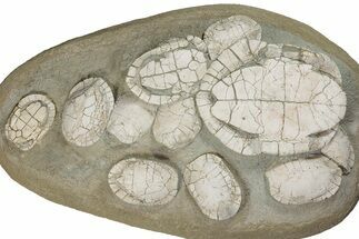 Incredible Fossil Turtle (Emydoidea) Mortality - Nebraska #240381
