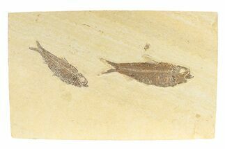 Two Detailed Fossil Fish (Knightia) - Wyoming #240379