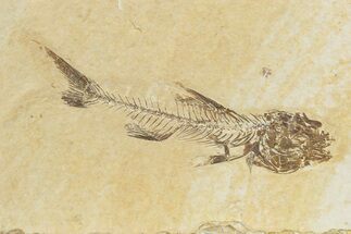 Rare, Fossil Fish (Amphiplaga) - Green River Formation #240385
