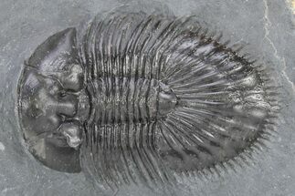 Thysanopeltis Trilobite - Boudib, Morocco #240493