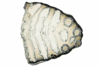 Polished Mammoth Molar Slice - South Carolina #240480