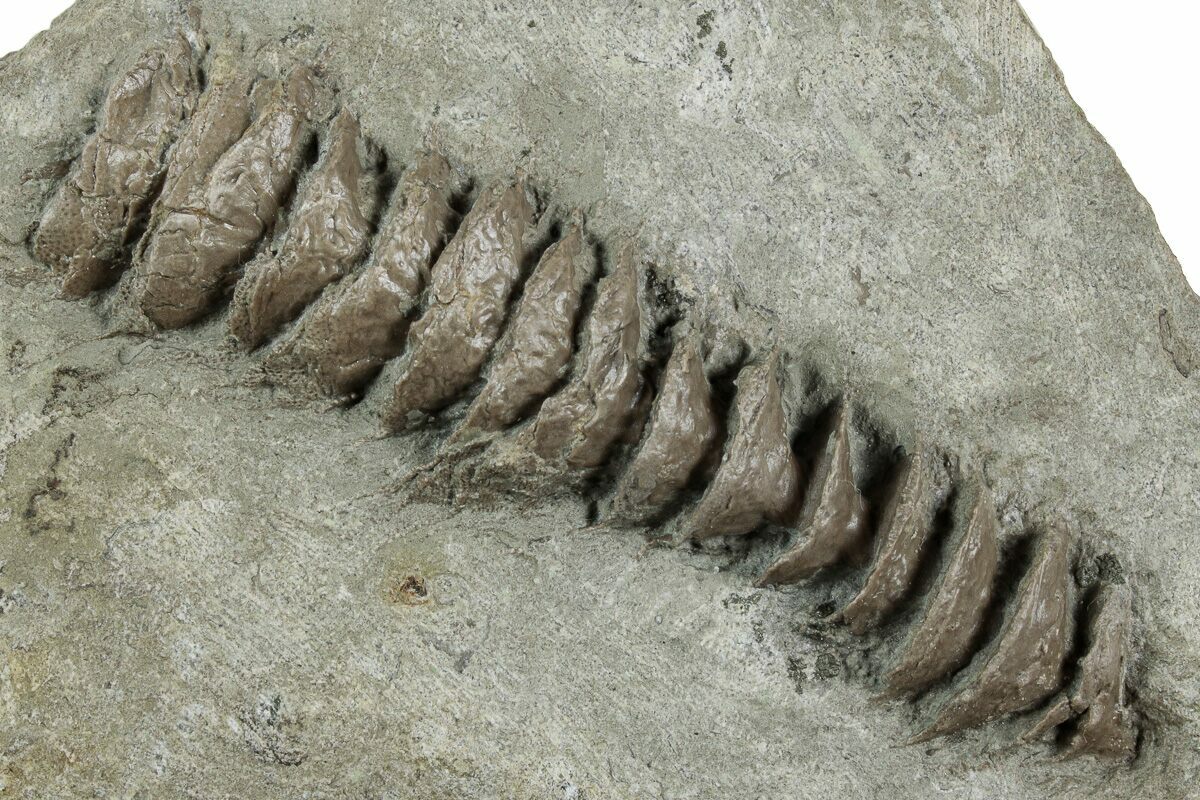Archimedes Screw Bryozoan Fossils - Illinois (#240551) For Sale -  