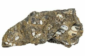 Fossil Freshwater Snails (Elimia) In Limestone - Wyoming #240629
