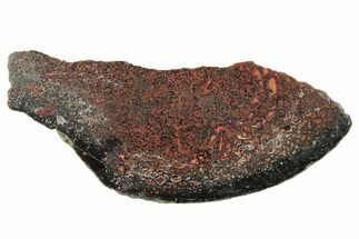 Polished Dinosaur Bone (Gembone) Section - Utah #240709