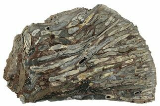 Polished Fossil Teredo (Shipworm Bored) Wood - England #240735