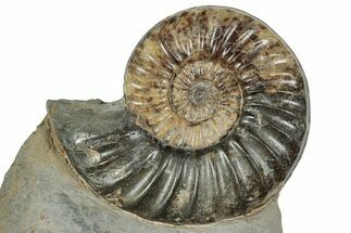 Jurassic Ammonite (Asteroceras) Fossil - Dorset, England #240740