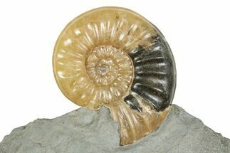 Translucent Ammonite (Asteroceras) Fossil - Dorset, England #240741