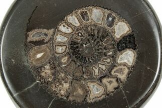 Polished Fossil Ammonite (Dactylioceras) Half - England #240743