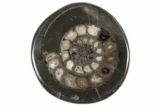 Polished Fossil Ammonite (Dactylioceras) Half - England #240745