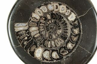 Polished Fossil Ammonite (Dactylioceras) Half - England #240746