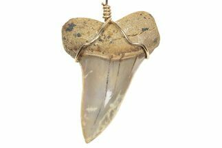 Fossil Hooked White Shark Tooth Necklace - Bakersfield, California #240676