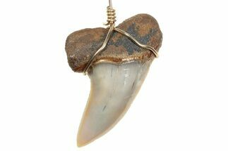 Fossil Hooked White Shark Tooth Necklace - Bakersfield, California #240678