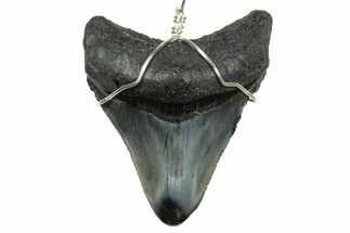 Fossil Juvenile Megalodon Tooth Necklace - South Carolina #240692