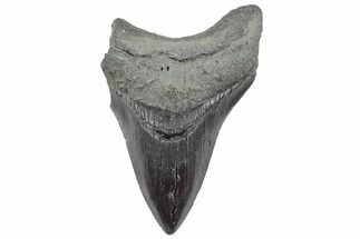 Fossil Megalodon Tooth - South Carolina #236318