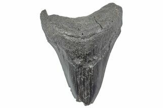 Fossil Megalodon Tooth - South Carolina #236321