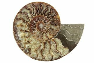 Cut & Polished Ammonite Fossil (Half) - Madagascar #241021