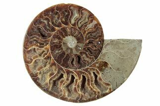 Cut & Polished Ammonite Fossil (Half) - Madagascar #241025