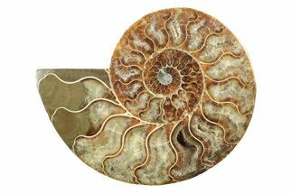 Cut & Polished Ammonite Fossil (Half) - Madagascar #240972