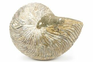 Fossil Nautilus (Cymatoceras) - Madagascar #241032