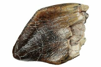 Rare Sauropod (Jobaria) Tooth - Niger #241052