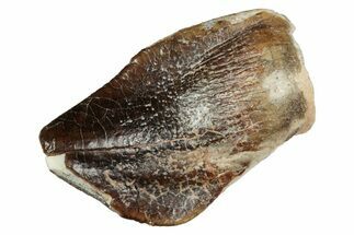 Rare Sauropod (Jobaria) Tooth - Niger #241053