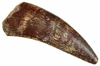 Megalosaurid Dinosaur (Afrovenator) Tooth - Niger #241137