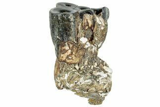 Fossil Desmostylus (Hippo-Like Animal) Molar - California #241175