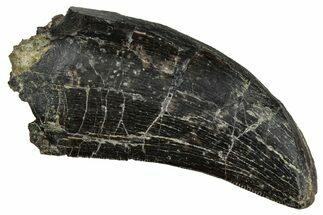 Serrated Tyrannosaur Tooth - Two Medicine Formation #241286