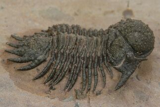 Acanthopyge (Lobopyge) Trilobite - Atchana, Morocco #241211
