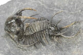 Spiny Ceratarges Trilobite - Top Quality Specimen #241493
