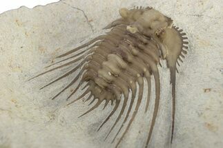 Spiny Trilobite (Kettneraspis) - Black Cat Mountain, Oklahoma #241416