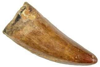 Serrated, Carcharodontosaurus Tooth - Very Thick Tooth #241362